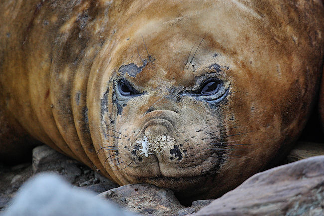 Day14_Eleph Is_CLookout_3452 (1).jpg